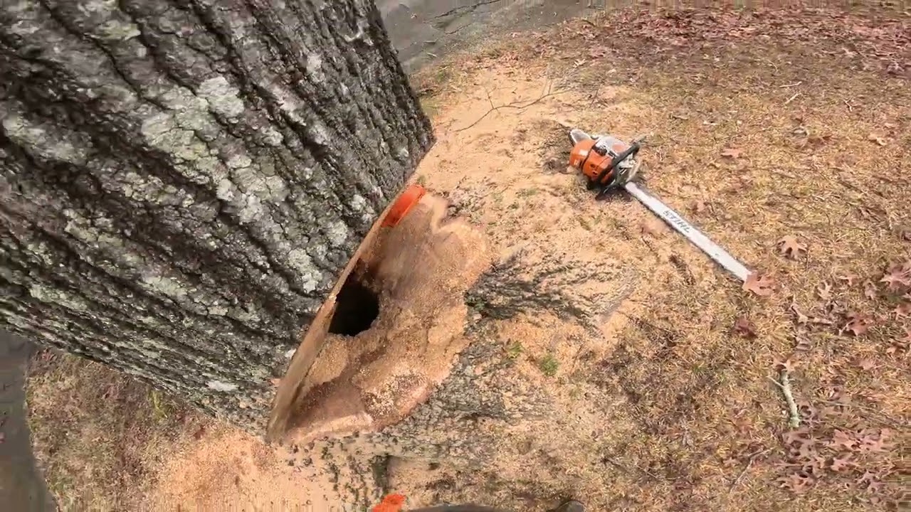 REMOVING 2 MASSIVE OAK TREES (PART 2)