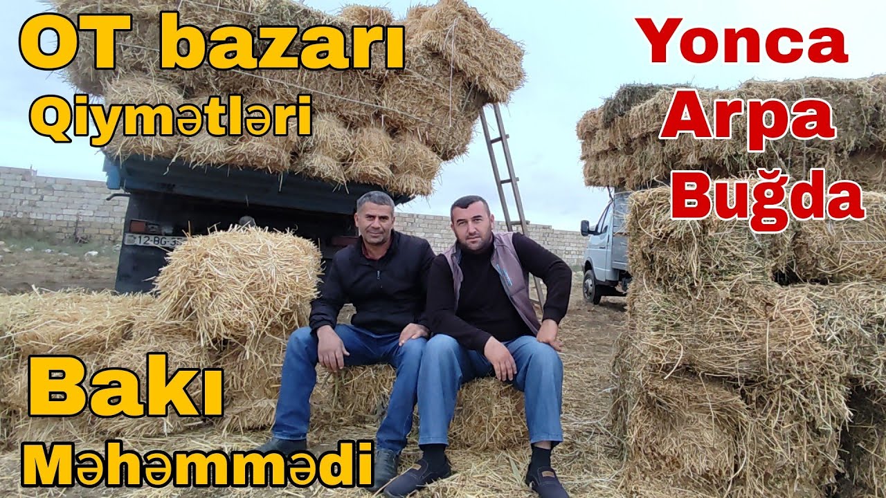 Yonca Arpa buğda qiymətləri #mubarizemintv #mastagamalbazari #mastagaqoyunbaza#ot #yonca#arpa#bugda