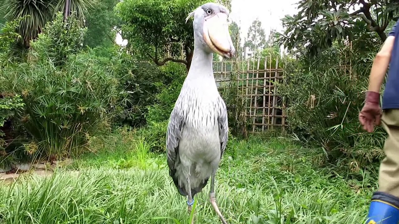草むしりを見つめるハシビロコウ