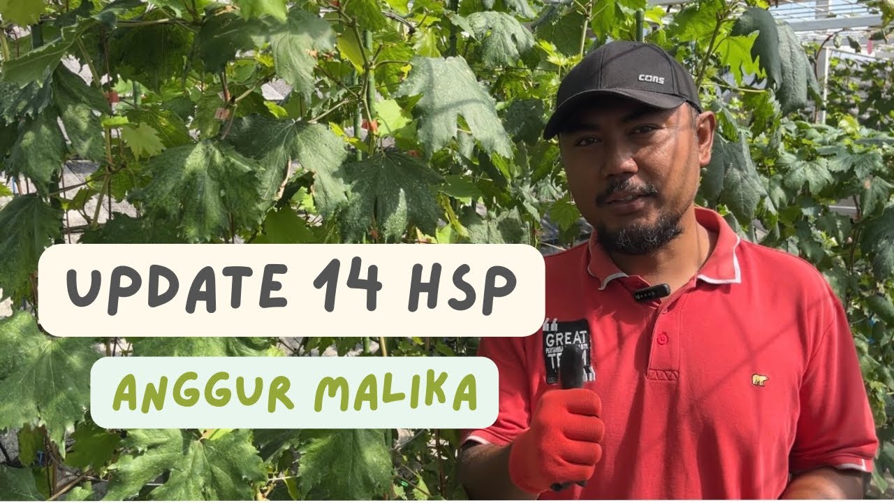 Update 14 HSP Anggur Malika Pembuahan Pertama