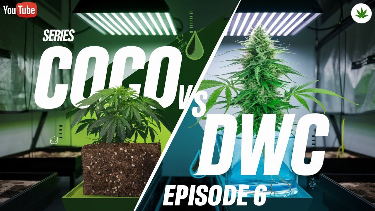 Коко против DWC | Эпизод 6: ДЕНЬ УРОЖАЯ 🔥❄️