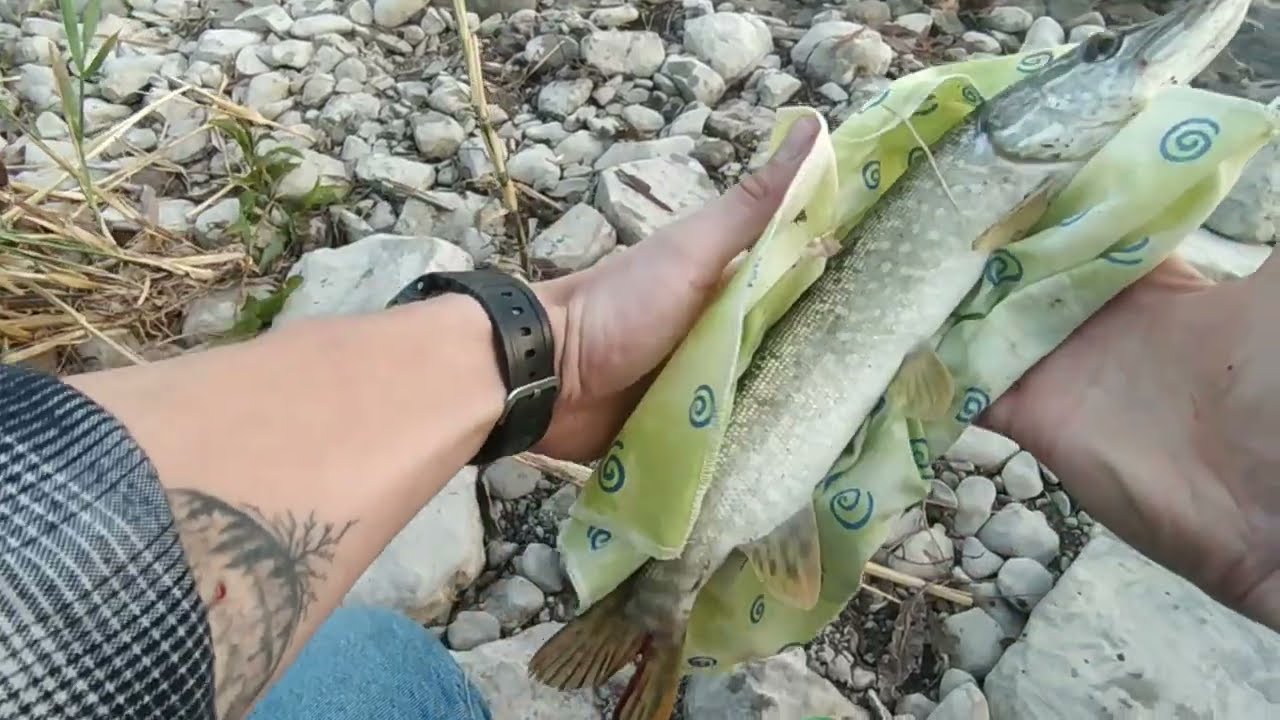SAPANCA BALIK AVI
