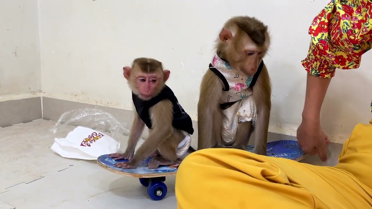 Brave DouDou   Fake Snake ! Mom Prank Monkey DouDou