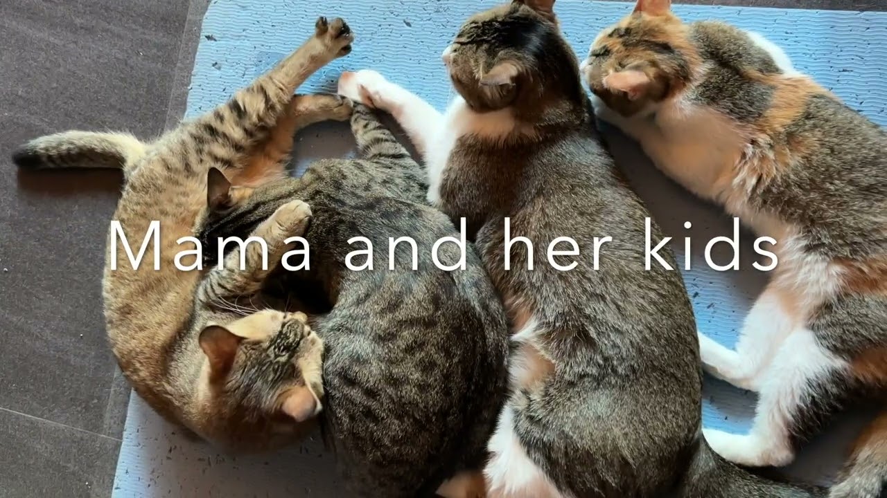 Feb02 2026 @frankip023 #cat #貓咪日常 With my cats