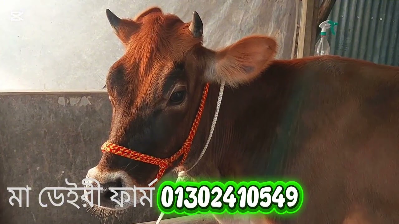 অরজিনাল বাঘাবাড়ী মিল্ক ভিটার ১০০% জার্সি বকনা বিক্রি করা হবে। মোবাঃ-০১৩০২-৪১০৫৪৯ (ইমো) 
