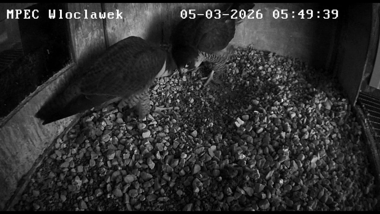 Włocławek MPEC 05 03 2026 1 ~ spotkanie Szkwała i Zazamki w budce