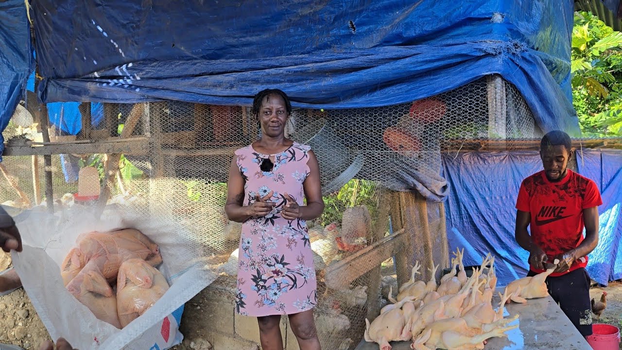 First flock of ready chickens for 2026 