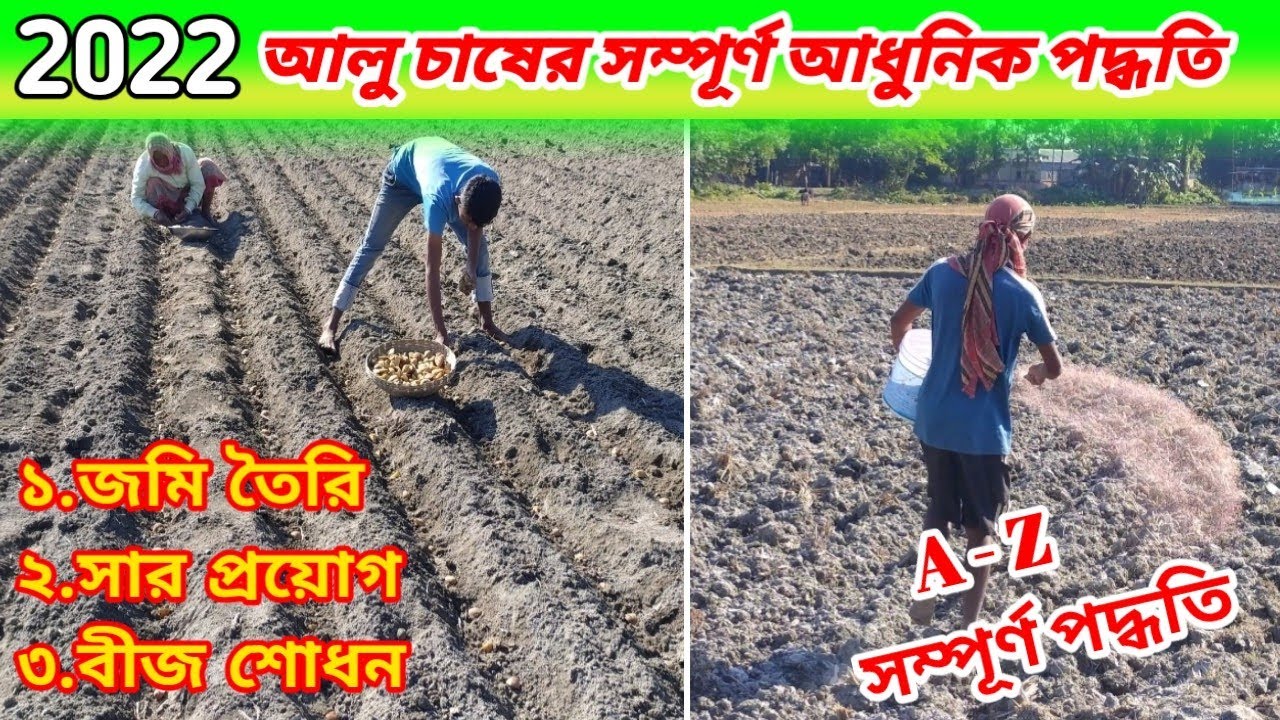 আলু চাষের সম্পূর্ণ সহজ এবং সঠিক পদ্ধতি। Potato cultivation. @smartfarmingideas