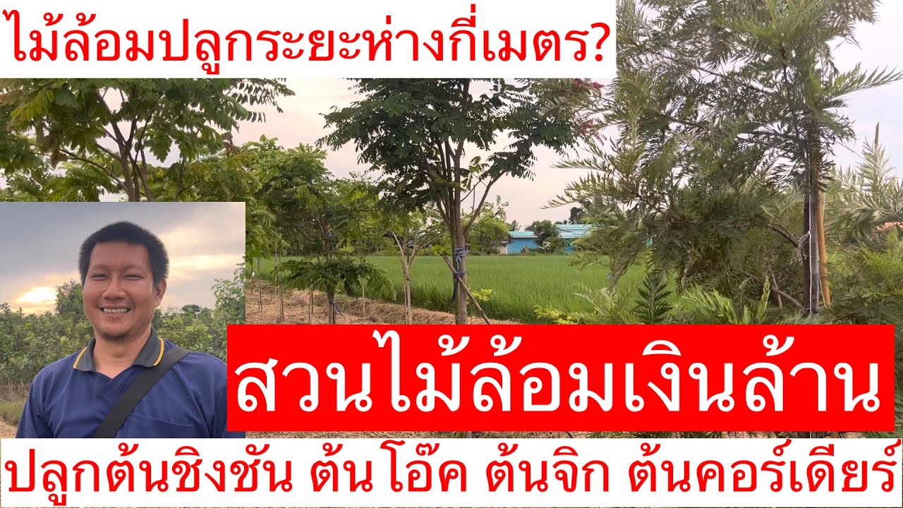 #สวนไม้ล้อมเงินล้าน#ต้นชิงชัน#ต้นคอร์เดียร์#ต้นโอ๊ค#ต้นจิก#ปลูกไม้ล้อม#ไม้ขุดล้อม#วิธีวัดขนาดไม้ล้อม