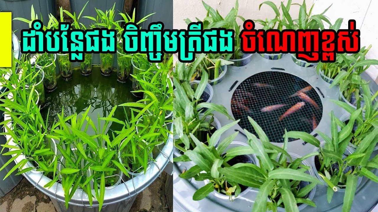 ដាំបន្លែលើអាងចិញ្ចឹមត្រី ចំណេញច្រើន ប្រមូលផលទាំងត្រី ទាំងបន្លែ