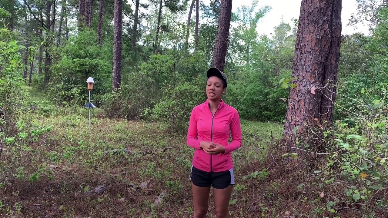 Inside a Carolina Chickadee nest at Georgia Southern University!