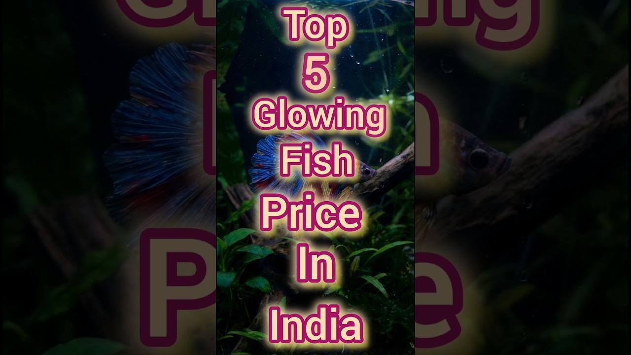 Top 5 Glowing fish price in india