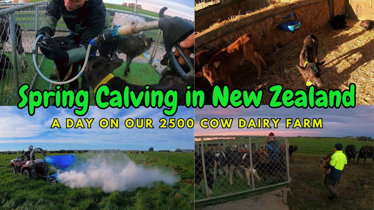 "Spring Calving in New Zealand: A day on our 2500-cow Dairy Farm.