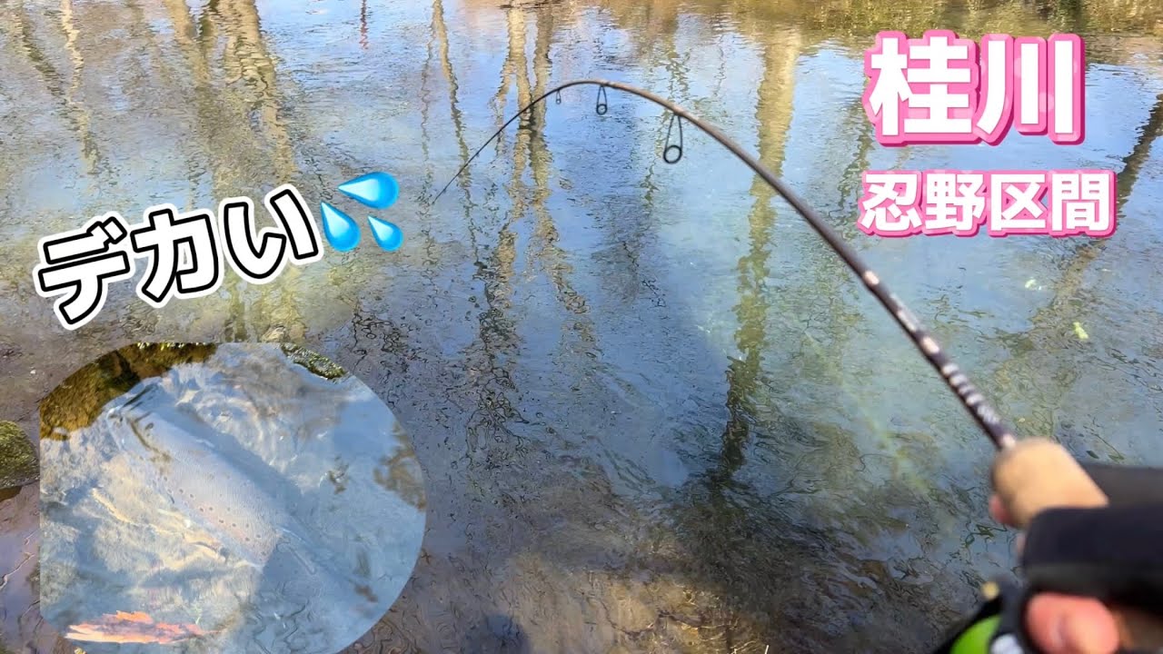 【桂川】解禁は出遅れたけどヤバいのが釣れた！！