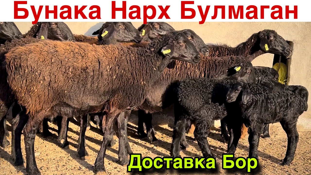 НАРХ ТУШДИ МАНА! ☎️+998 88 336 9525 ☎️+998 992421806