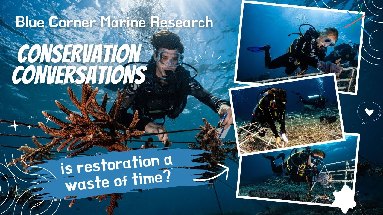 🌊 5 Myths About Saving Coral Reefs 🪸 (And What Actually Works)