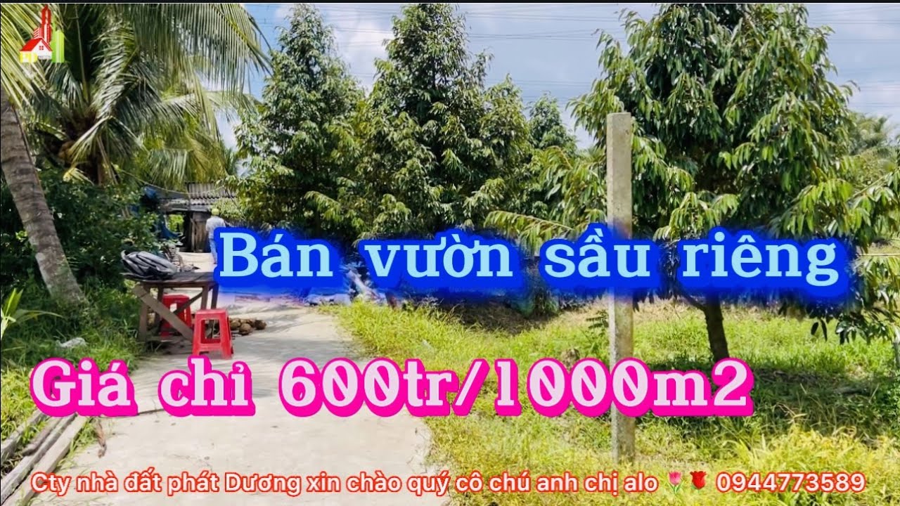 Kh1393 Bán vườn sầu riêng giá rẻ bèo nhèo ở thị xã cai lậy tỉnh tiền Giang đường oto alo🌹0944773589