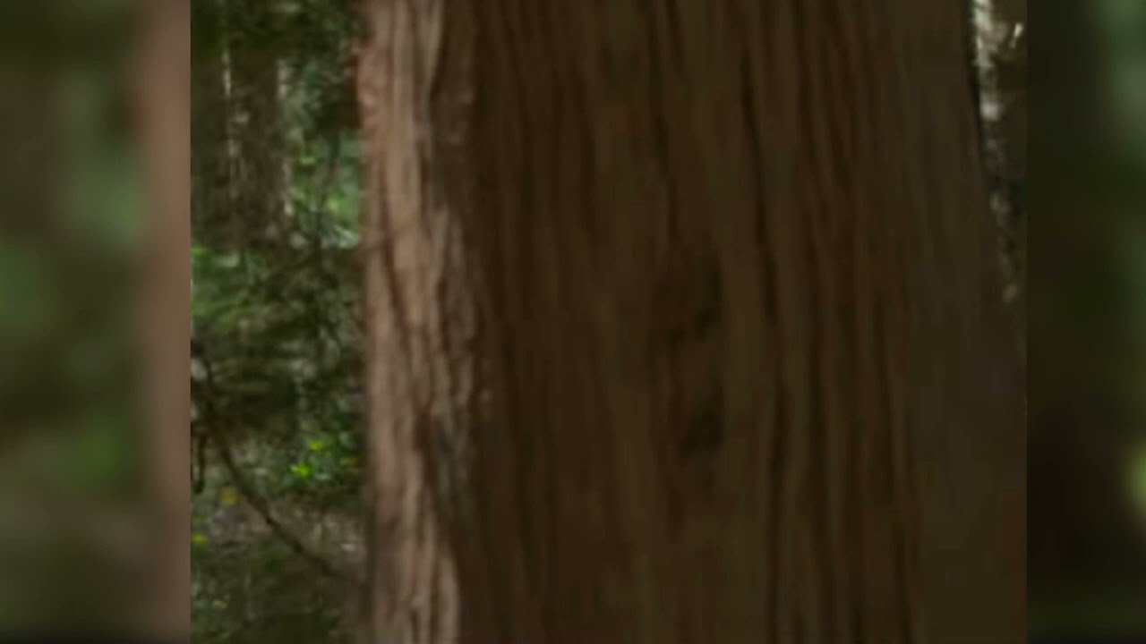 Home - Vacations (sped up)