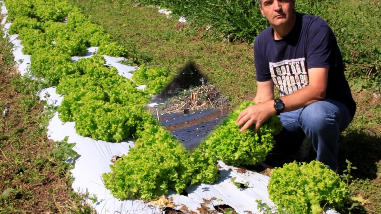 Mulching Plástico