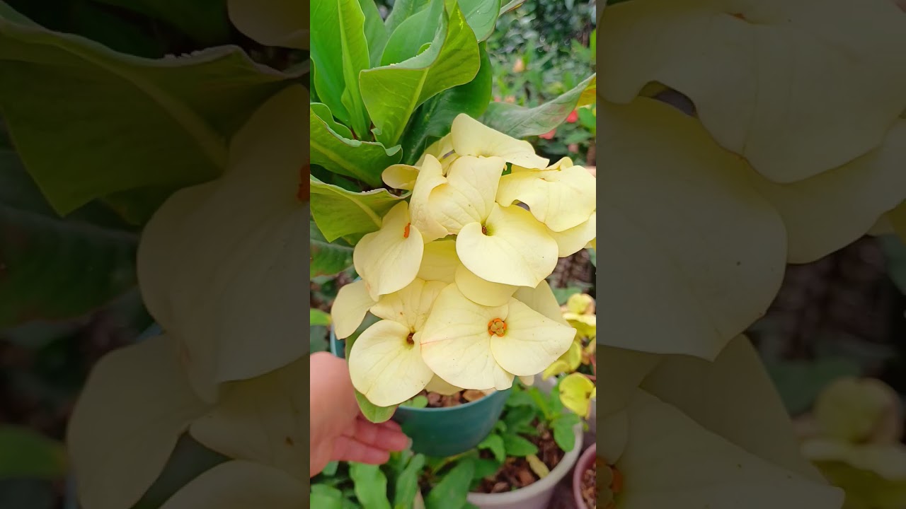 Para que los esquejes crezcan Rápido 🌱🌱🌱