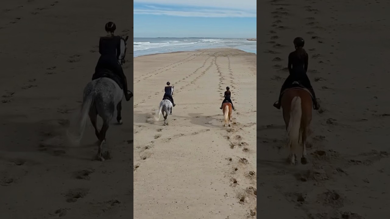 Galopp am Meer 🌊 #drohne #pferd #reiten