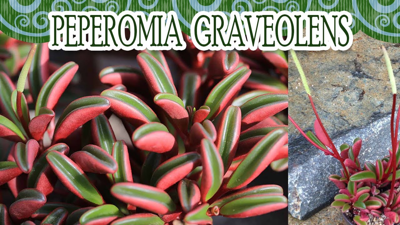 #Suculentadodia! | Peperomia Graveolens ou Ruby Glow