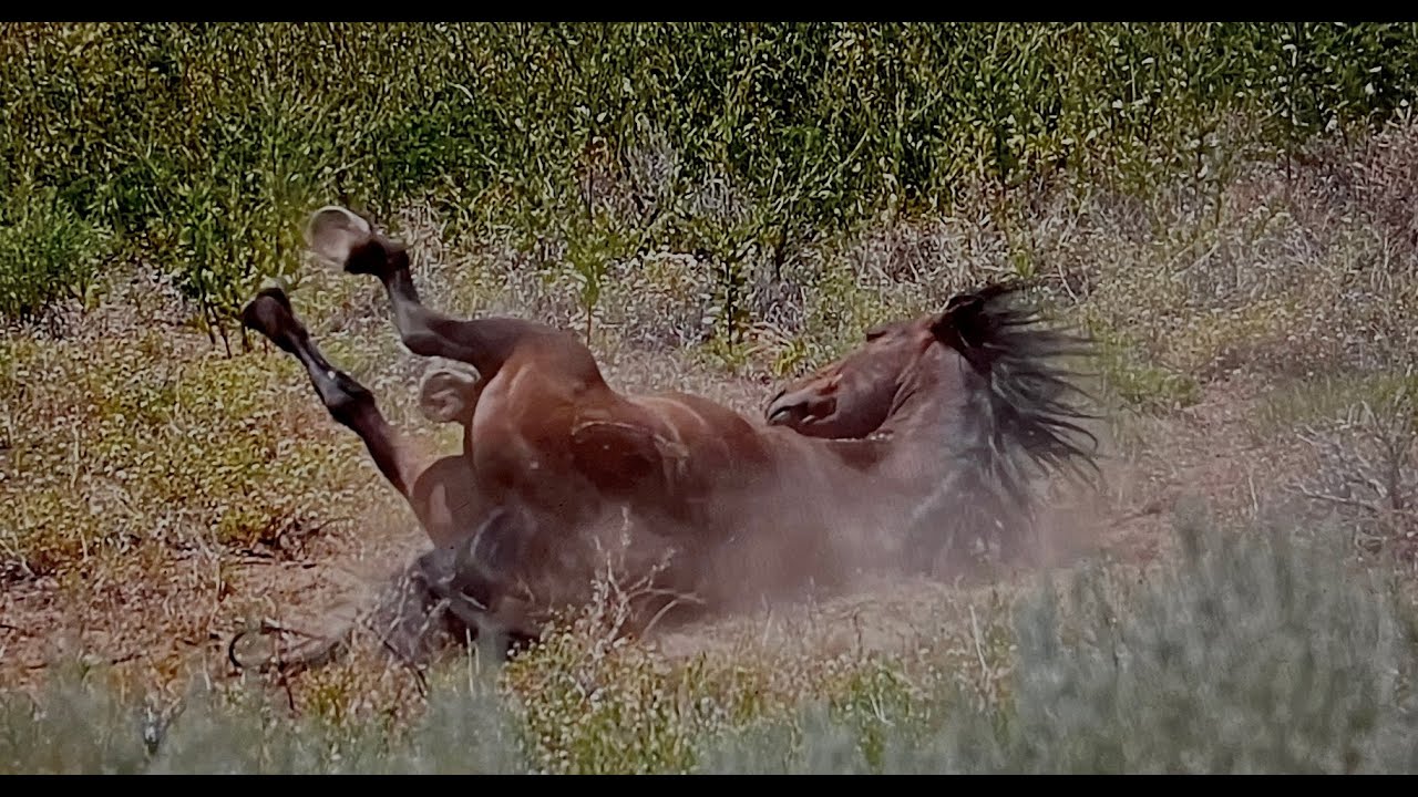 Wild Horses of America S1 Ep 21 Pryor Mountains in Wyoming by Karen King