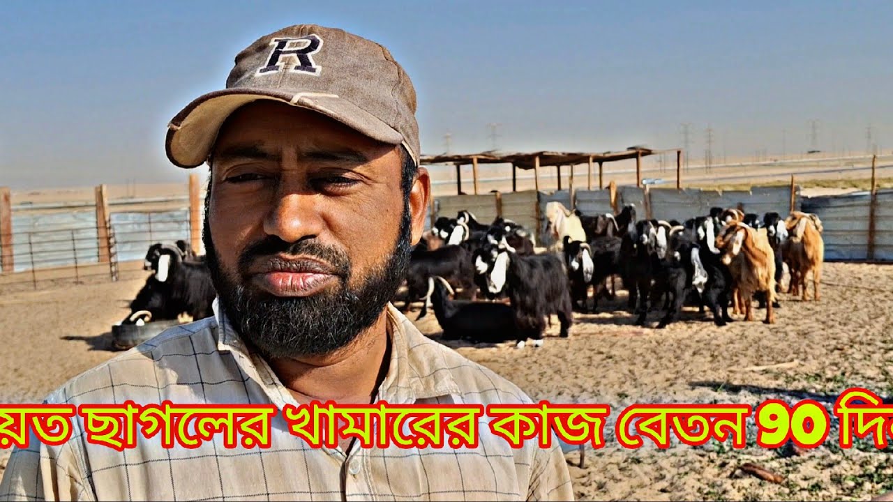 কুয়েত প্রবাসীর দুম্বা  ছাগলের কাজ করার ইন্টারভিউ #Kuwait farming 