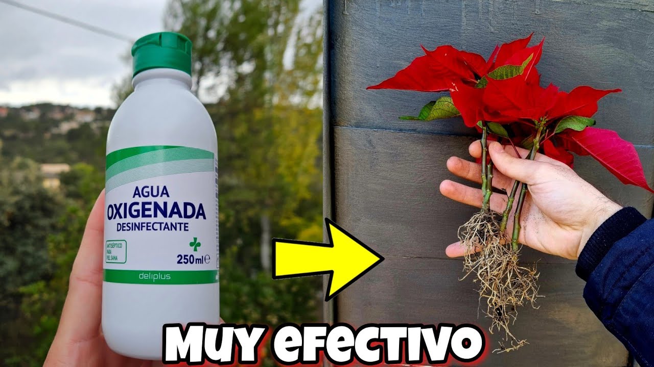 🌱 Revelan Porque Riegan con AGUA OXIGENADA las PLANTAS! Usos en Huerto urbano y jardín
