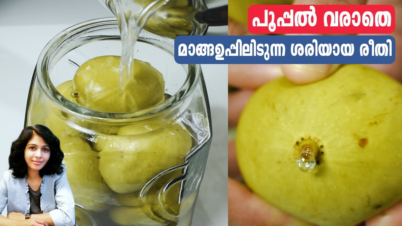 പൂപ്പൽ വരാതെ മാങ്ങാ ഉപ്പിലിടുന്ന ശരിയായ രീതി | Manga Uppilittathu | Mango Pickle | Manga Achar Recpe
