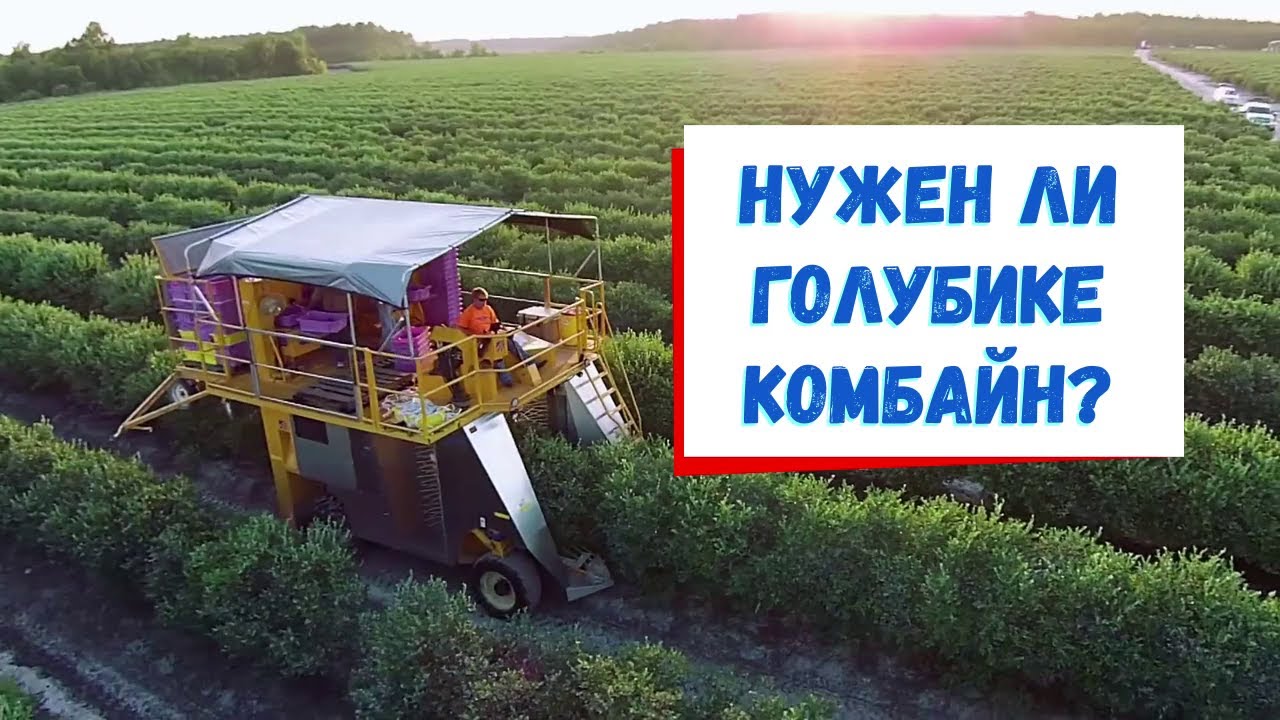 Комбайн для голубики