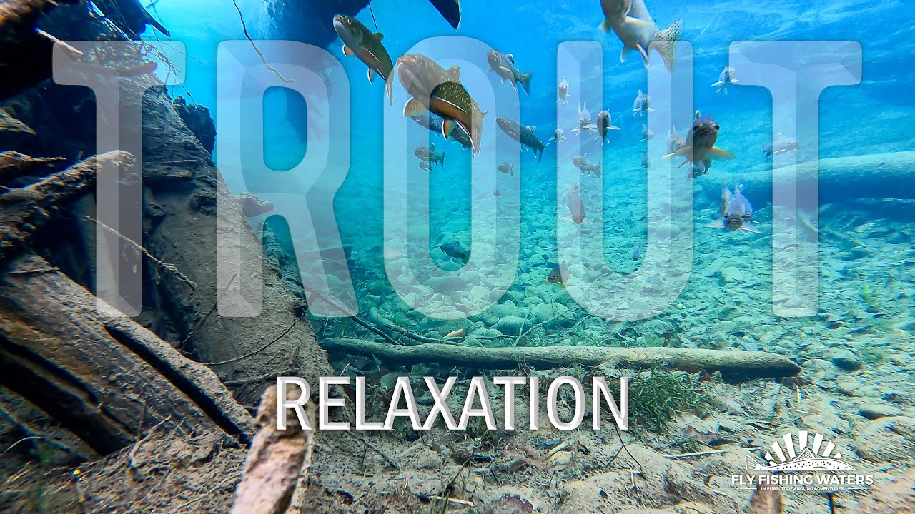 4K Trout Swimming in a Stream Relaxation Video | Trout Underwater Feeding in a Montana Trout Stream