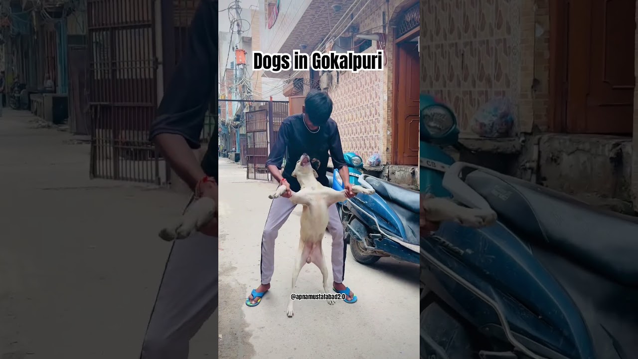 Dogs in Yamuna Vihar vs Gokalpuri 🐶 | Funny Dog Reaction Video #shorts #funny