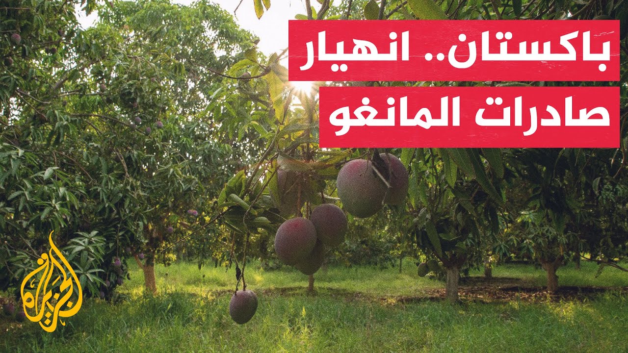 Pakistan's Mango Exports Expected to Drop by 30% Due to Hormuz Strait Closure