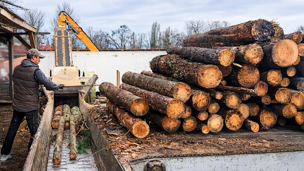 Amazing Skills In Massive Wood Processing 24/7