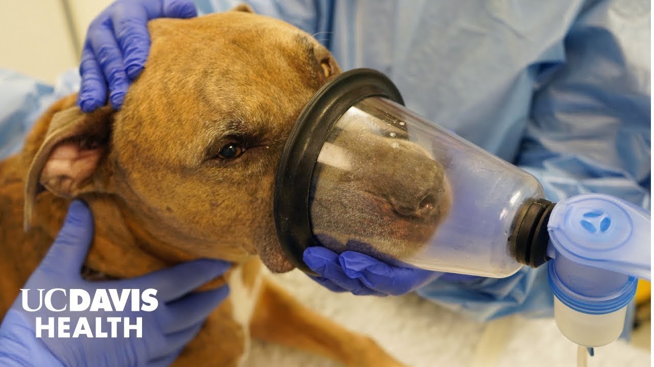 Dogs Inhale New Immunotherapy to Fight Lung Cancer |  UC Davis Health Research