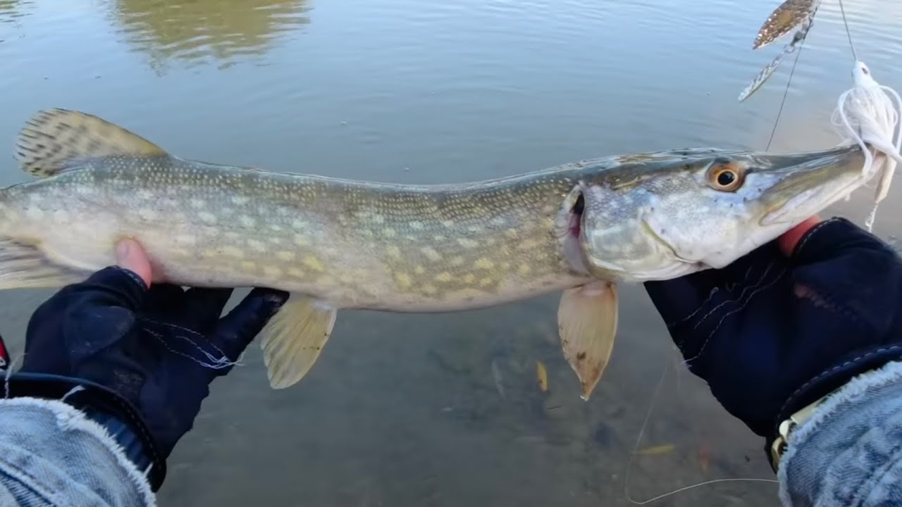 Predator fishing pike zander perch lov zubáča/candáta, lov šťuky/štiky,  ostriež okoun Prívlač a iné