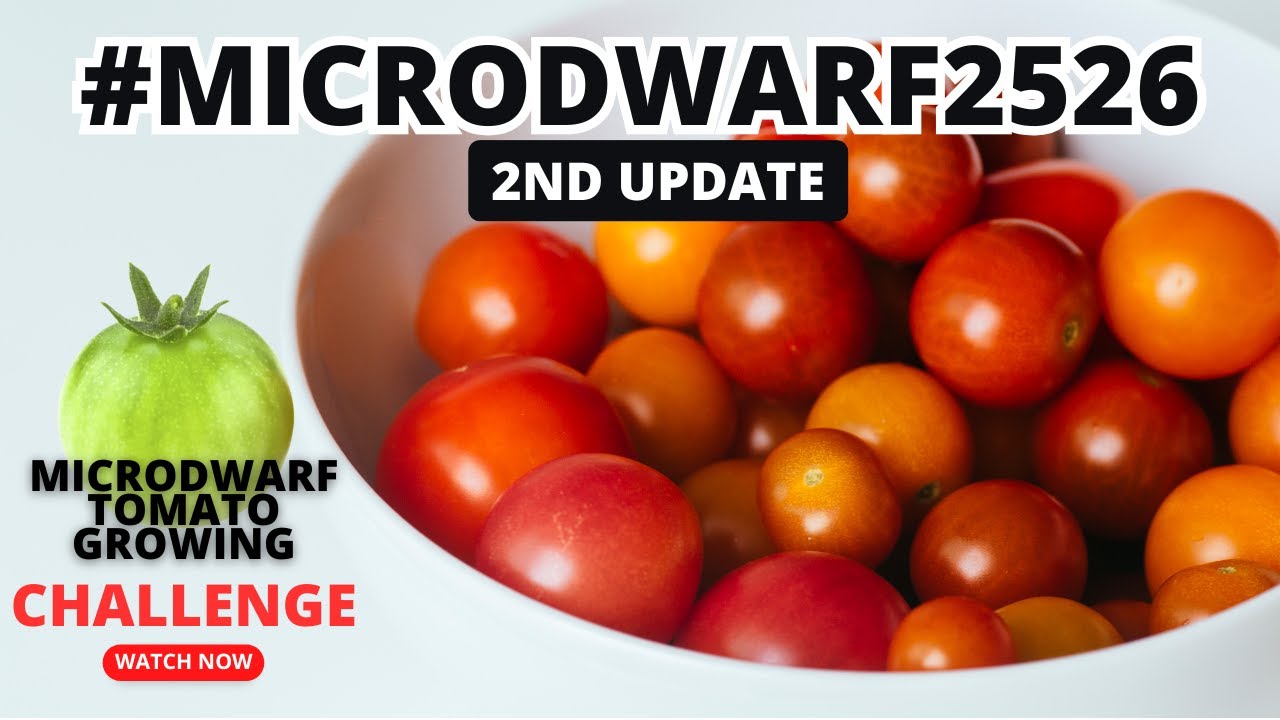 #microdwarf2526 Обновление @BrokeButBountifullyBlessed532 @GailsSouthernLiving