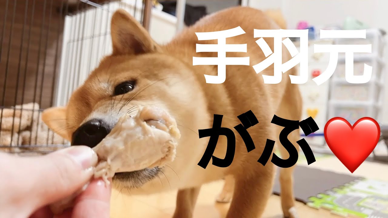 【ASMR】手羽元の軟骨まで…とまらないっ♡♡