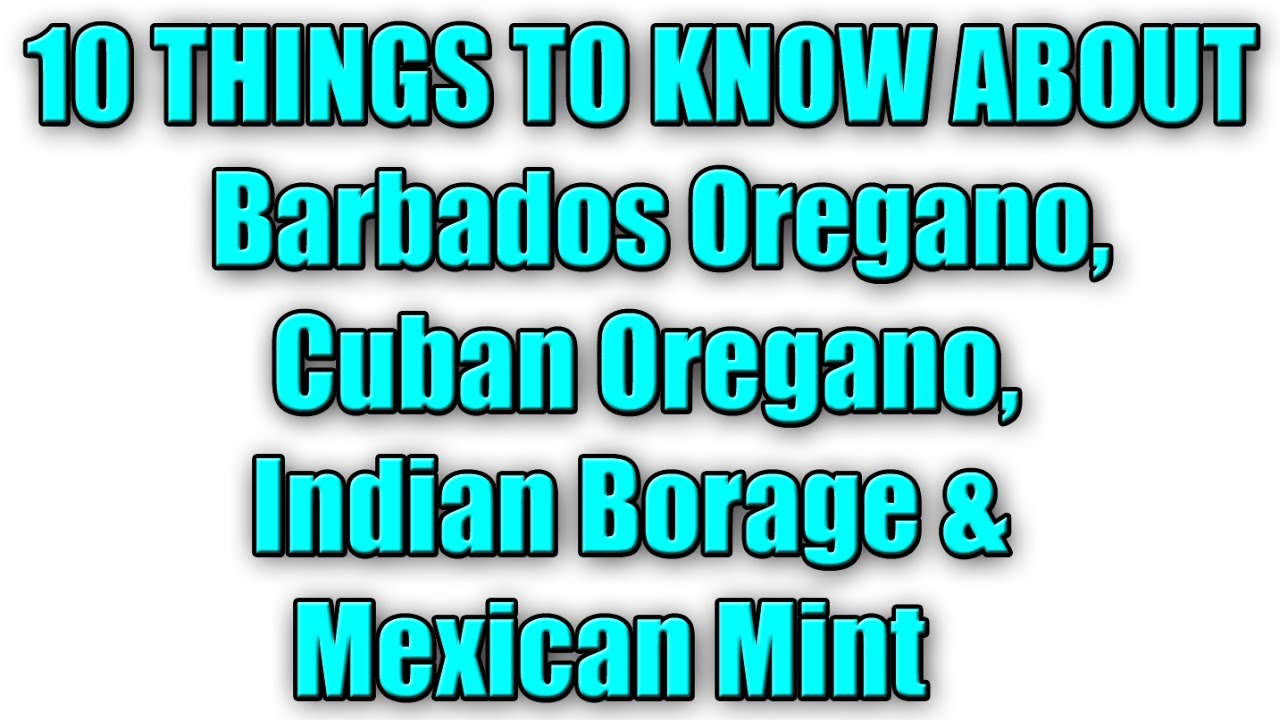 10 Things About Barbados Oregano, Cuban Oregano, Indian Borage & Mexican Mint