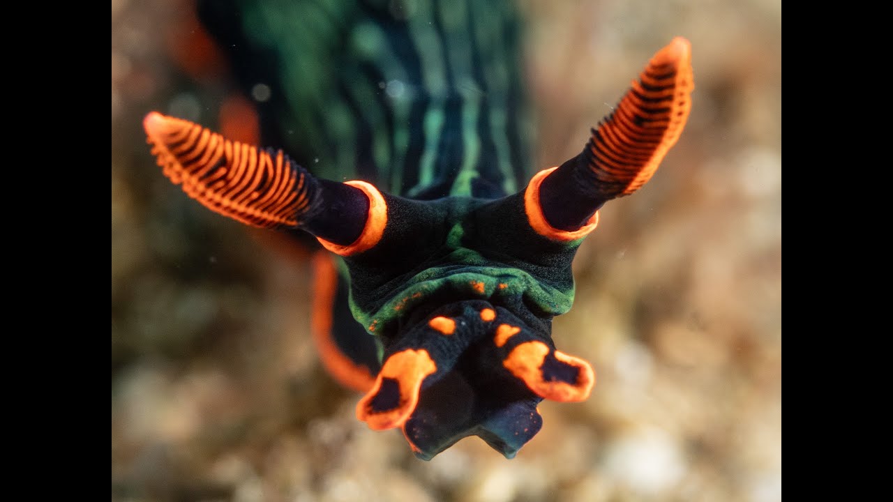Video of macro critters in Dauin - Philippines