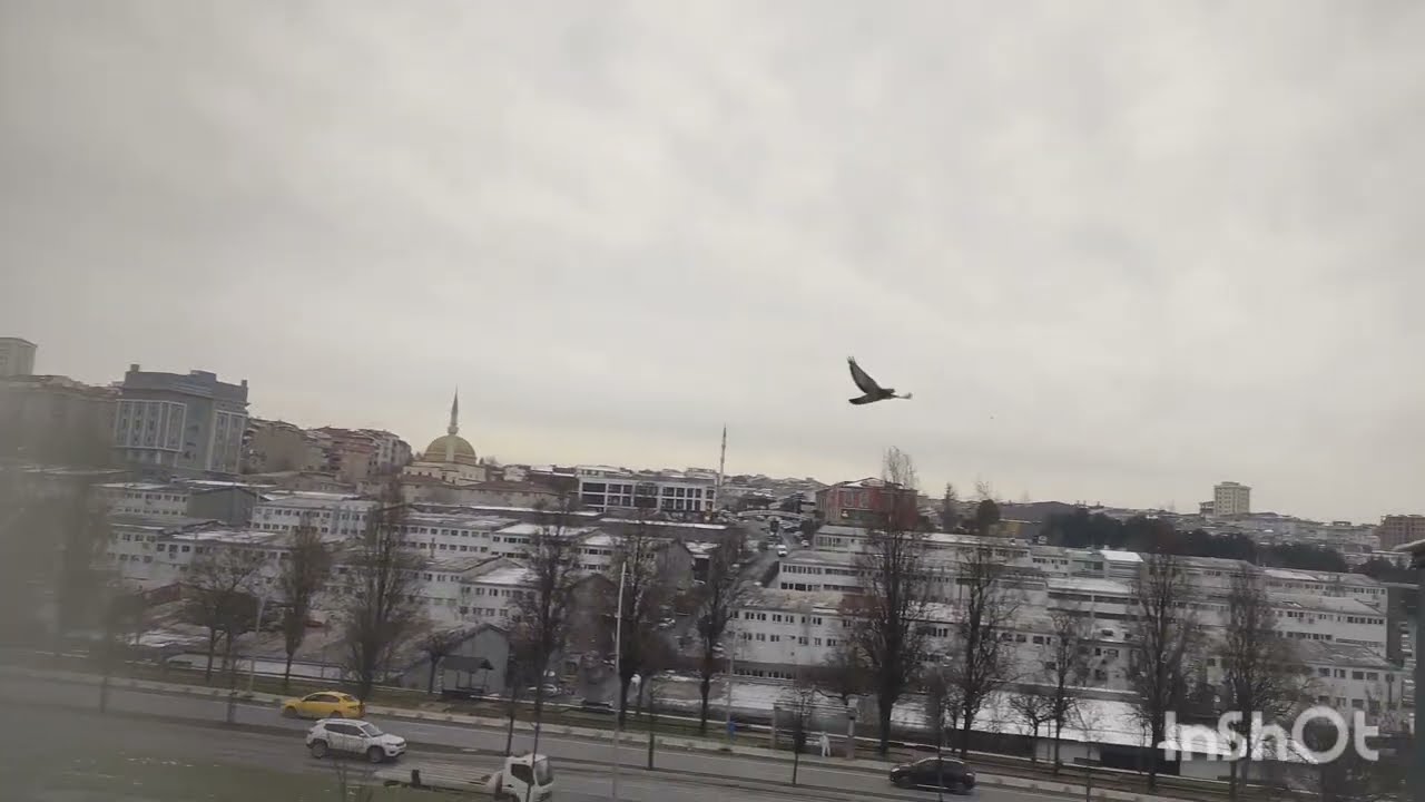 Aslanı saldık meydana varsa sizde daha iyisi salın görelim aslanlarınızı🕊️🕊️