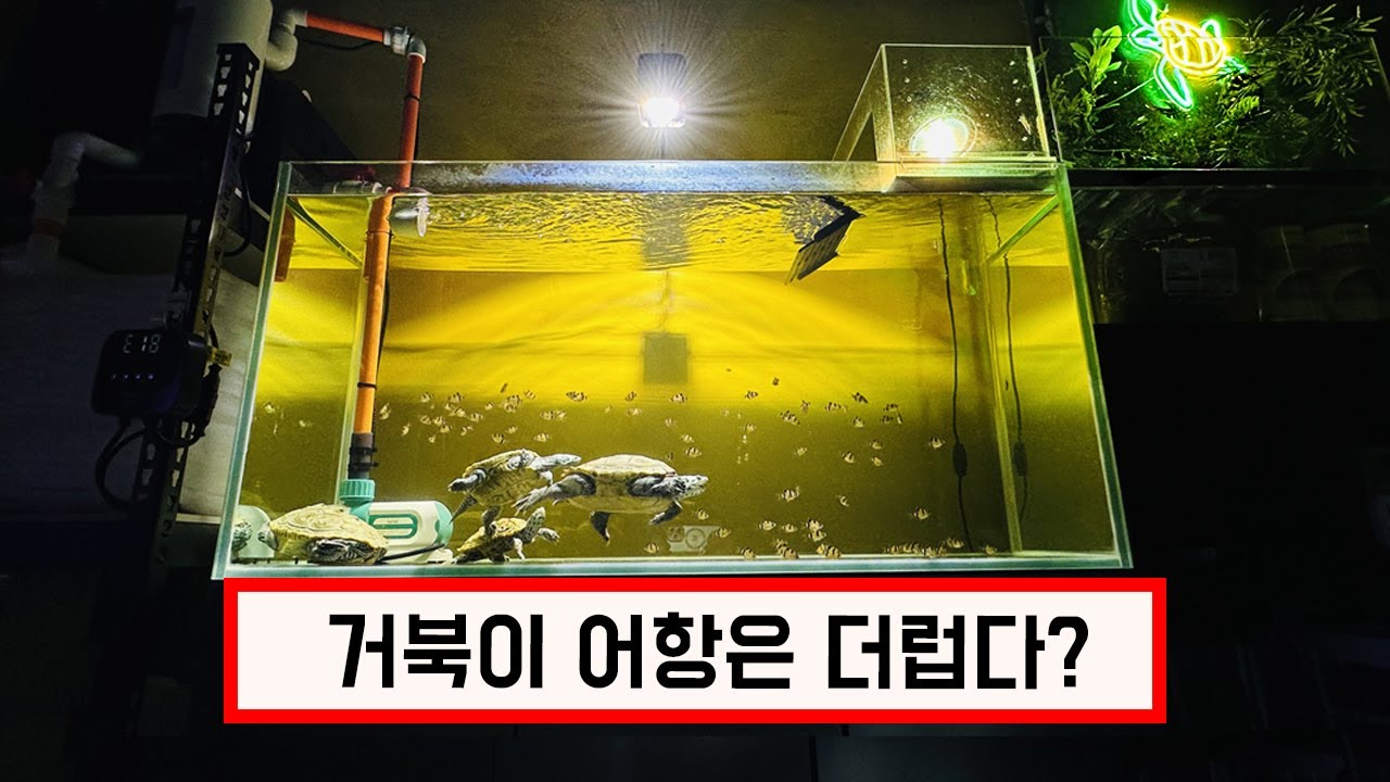 요즘 그렇게 핫하다는 상단섬프. 정말 좋은가?