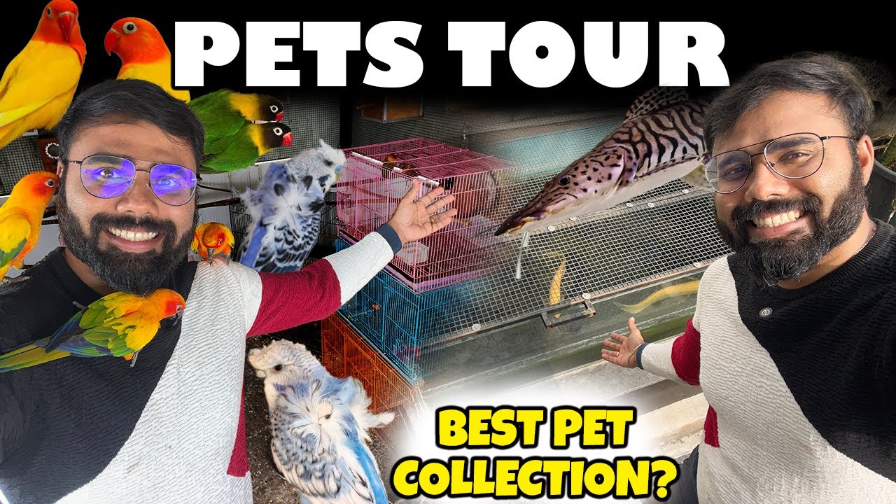 நம்ம Home Pets Tour | Exotic Pets | Birds | Aquarium Fishes | Prasanth360