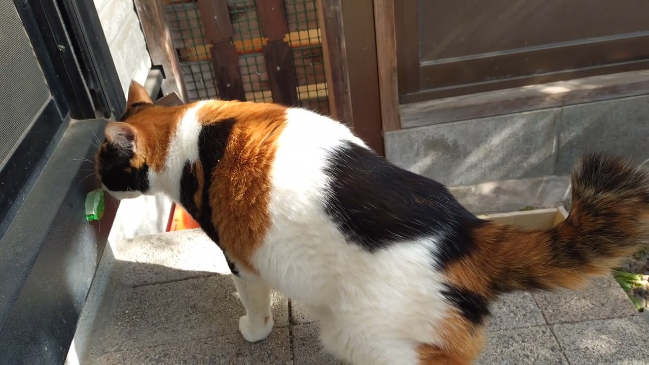 ☀️ニャンズと共に日向ぼっこ☀️