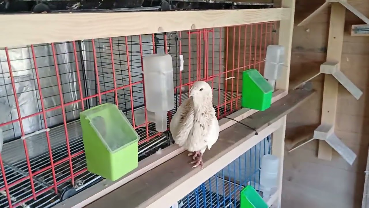  Gorguero:🇫🇷calme et instinct dans le loft 🇬🇧Calm and Instinct in the Loft🇲🇦هدوء وغريزة داخل اللوفت