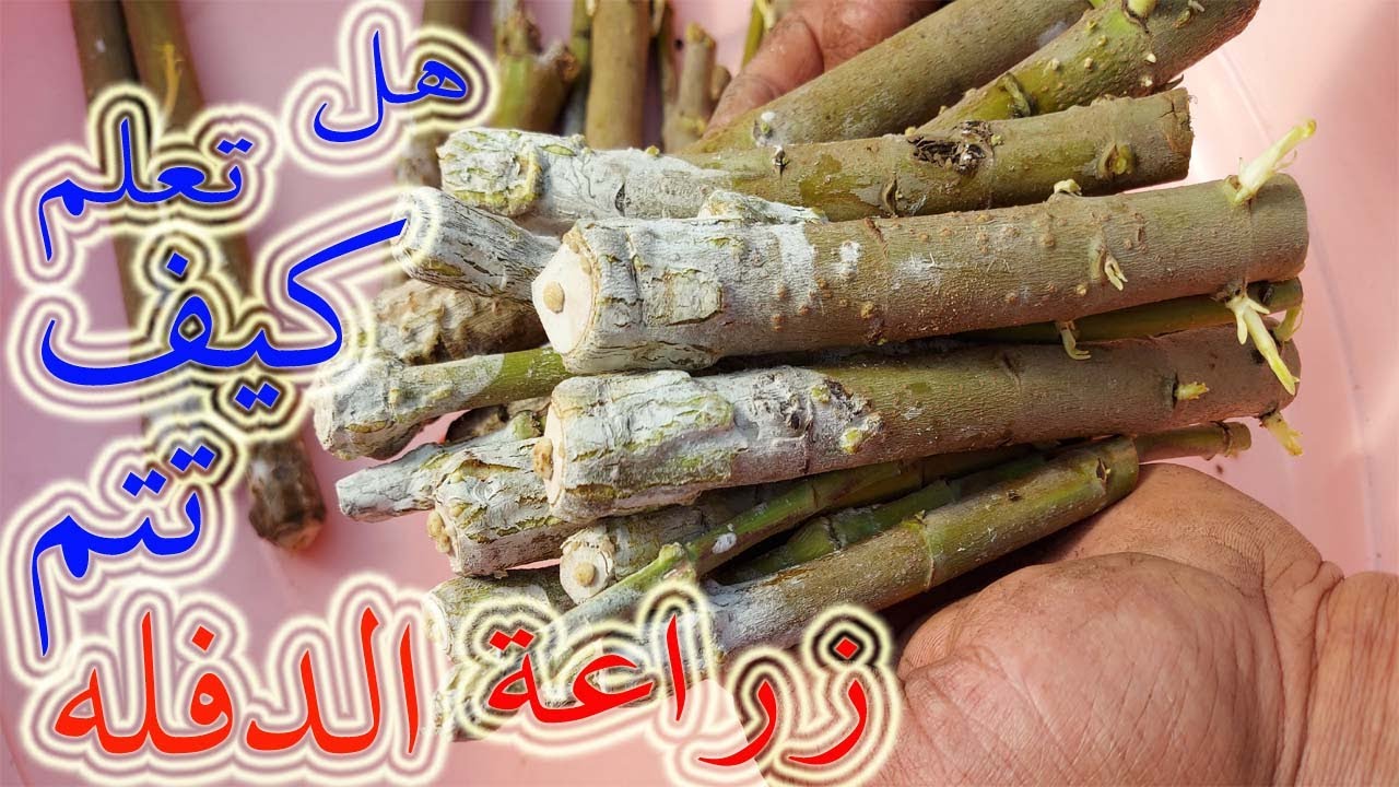 زراعة الدفلة وتجذير الدفله من العقل