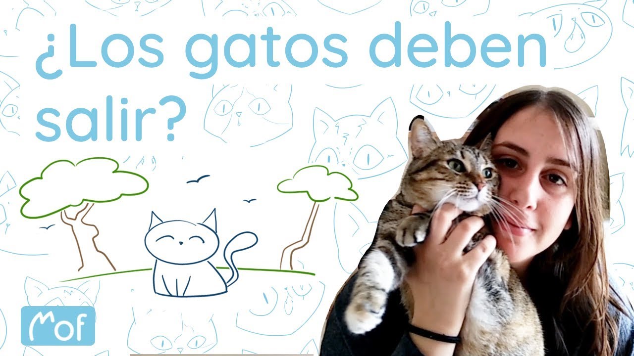 ¿Los gatos deben salir? | Mof