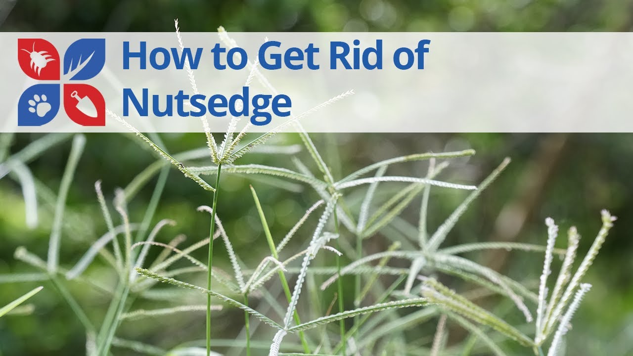 How to Get Rid of Nutsedge | DoMyOwn.com