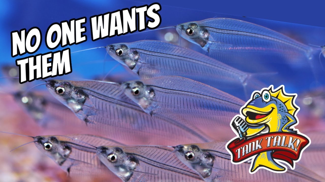 These Fish Aren't As Popular Anymore, Why?